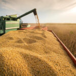 Harvesting of soybean field with combine.